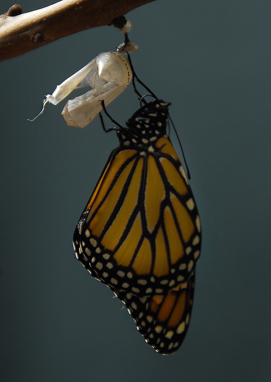 monarch, butterfly, cocoon-1518058.jpg